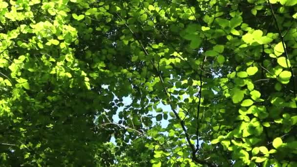Forêt ensoleillée 