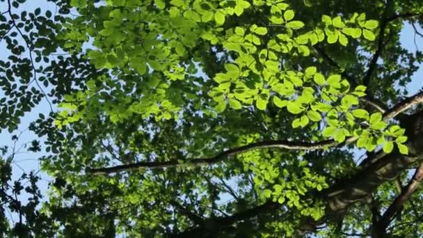 Foresta verde — Video Stock