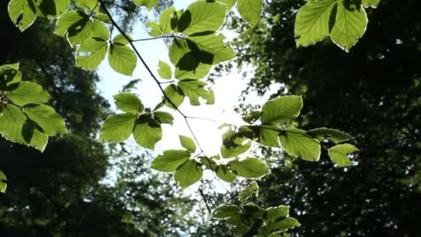 Floresta ensolarada — Vídeo de Stock