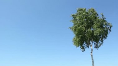 Huş ağacı ve gökyüzü