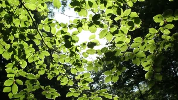 Bosque soleado — Vídeo de stock