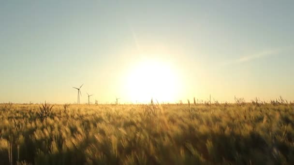 Barley Field — Stock Video