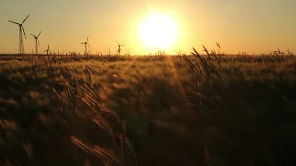 Campo de cevada — Vídeo de Stock