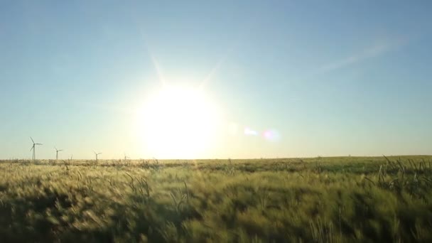 Campo de cebada — Vídeos de Stock