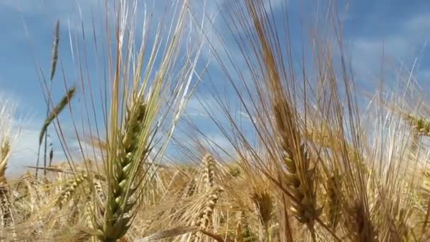 Barley Field — Stock Video