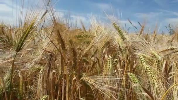大麦场 — 图库视频影像