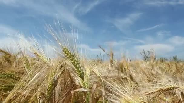 大麦场 — 图库视频影像