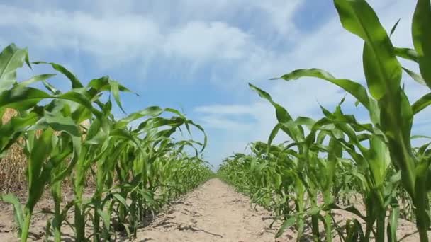 Juvenile Corn — Stock Video