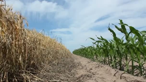 Corn And Barley — Stock Video