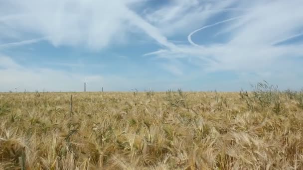 Campo de cevada — Vídeo de Stock