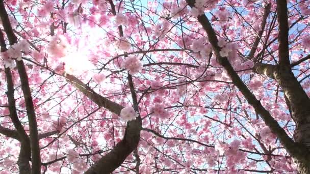 Flowering Cherry — Stock Video