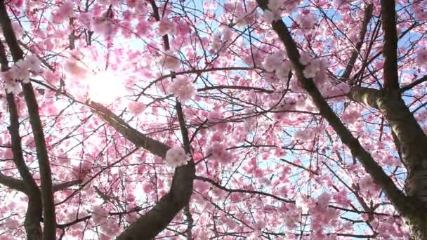 Flowering Cherry — Stock Video