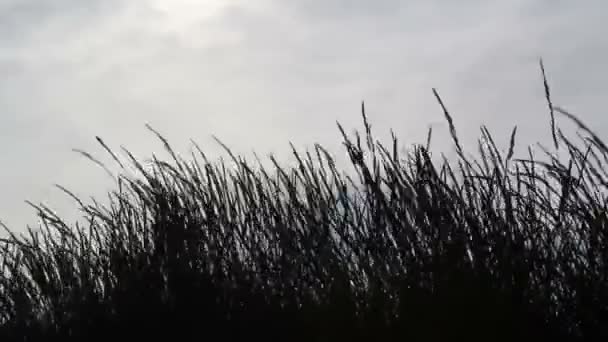 Czarny trawa — Wideo stockowe