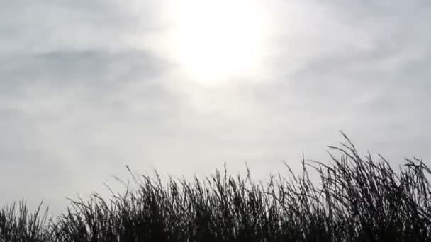Trávy a slunečního záření — Stock video
