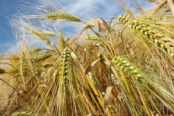 Barley — Stock Photo, Image