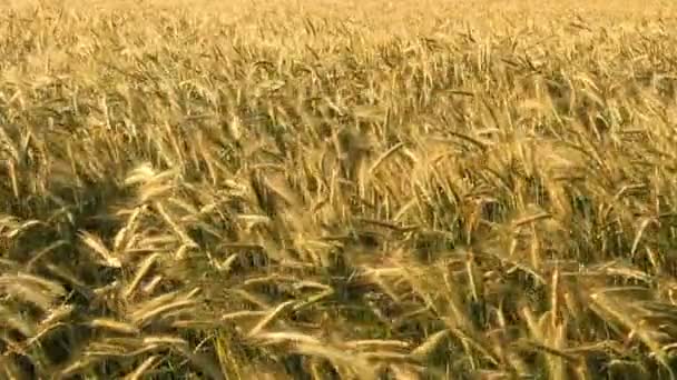 Wheat — Stock Video