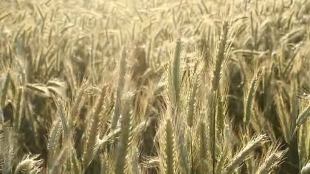 小麦 — 图库视频影像