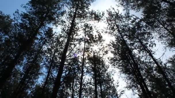 Солнечный лес — стоковое видео