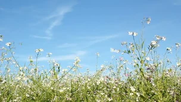 Mariposas — Vídeos de Stock