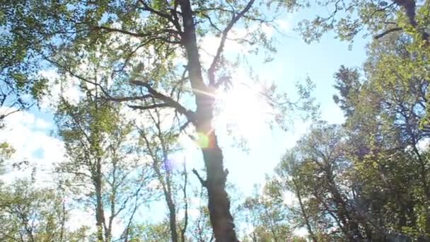 Солнечный лес — стоковое видео