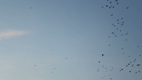 Krähen am Himmel — Stockvideo