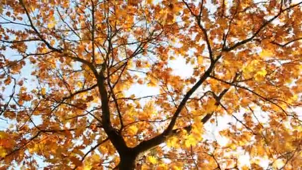 Осень — стоковое видео