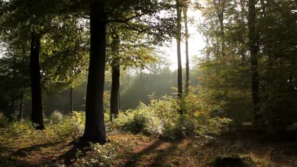 Bosque de otoño — Vídeo de stock