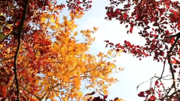 Осень — стоковое видео