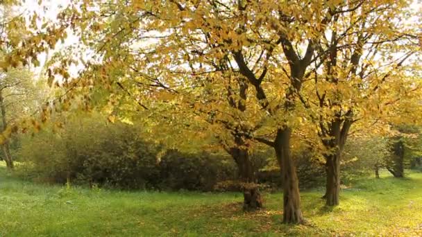 Otoño — Vídeos de Stock