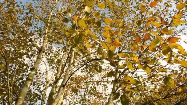 Automne — Video