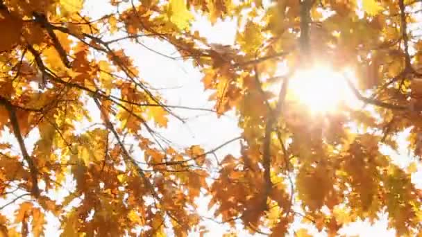 Automne — Video