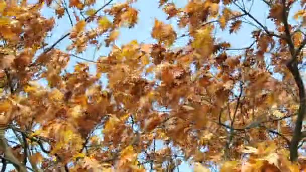 Herbst — Stockvideo