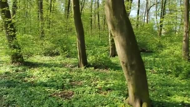 Springtime skog — Stockvideo