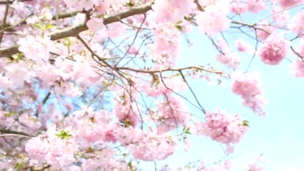 Cerise en fleurs — Video