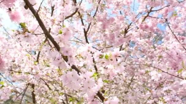 Flowering Cherry — Stock Video