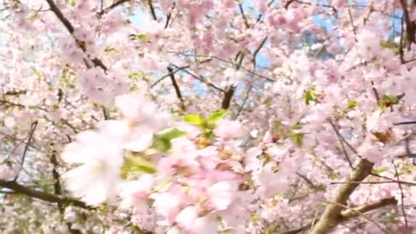 Flowering Cherry — Stock Video