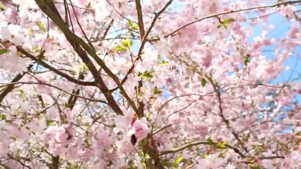 Cereza floreciente — Vídeos de Stock