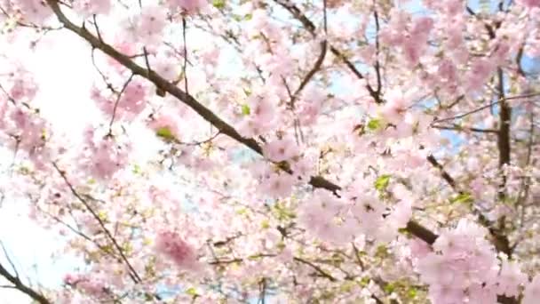 Flowering Cherry — Stock Video