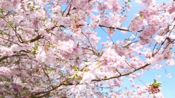 Flowering Cherry — Stock Video