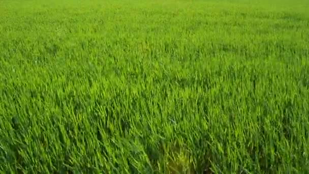 Orge verte 