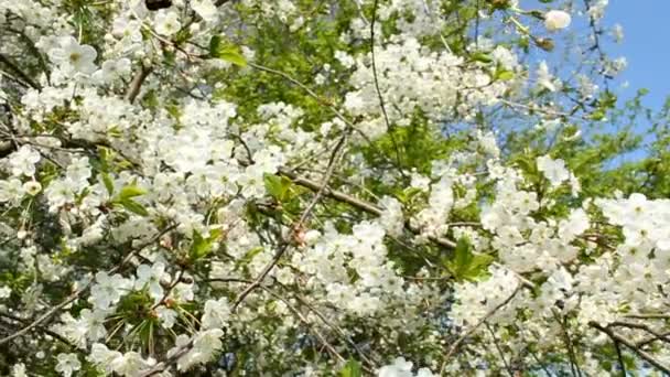printemps
