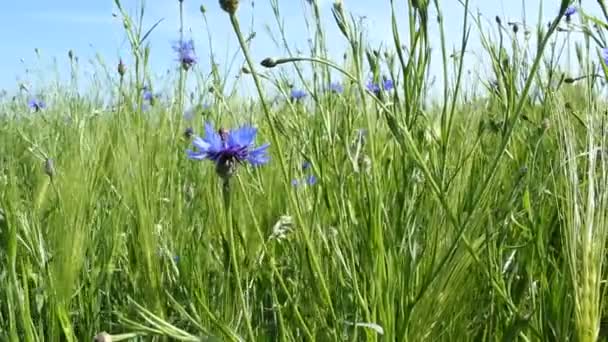 Flores de maíz — Vídeo de stock