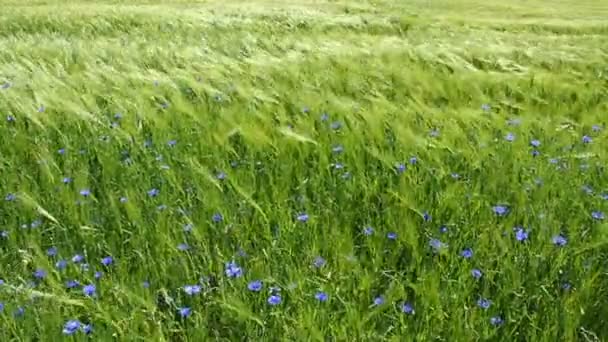 Green Barley — Stock Video