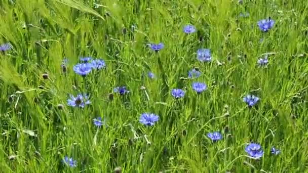 Bleuets 