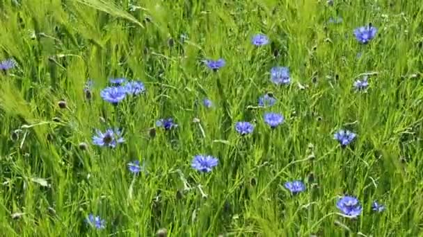 Flores de maíz — Vídeos de Stock