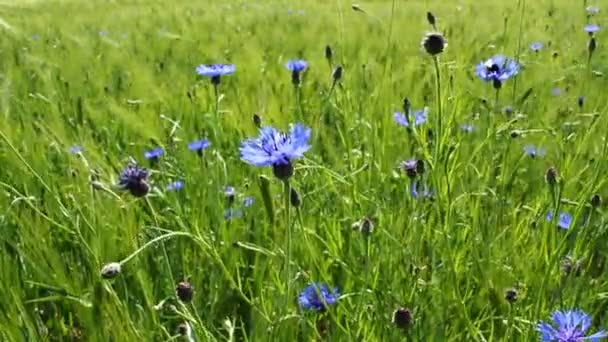 Flores de maíz — Vídeos de Stock