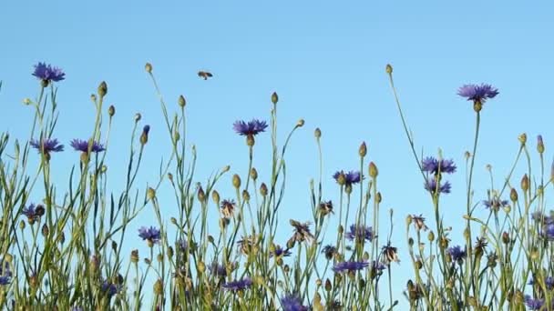 Flores de maíz — Vídeos de Stock