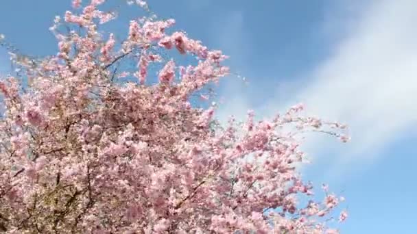 Cerise en fleurs — Video