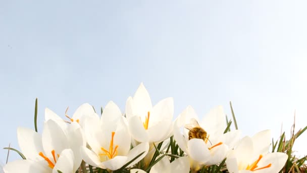 Springtime — Stock Footage Springtime Stock Video