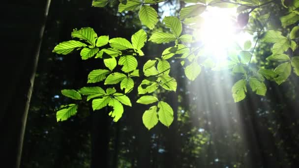 Forêt ensoleillée — Video